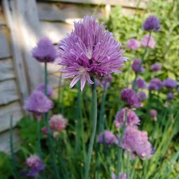 May in the garden