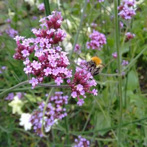 Verbena in flower with bee